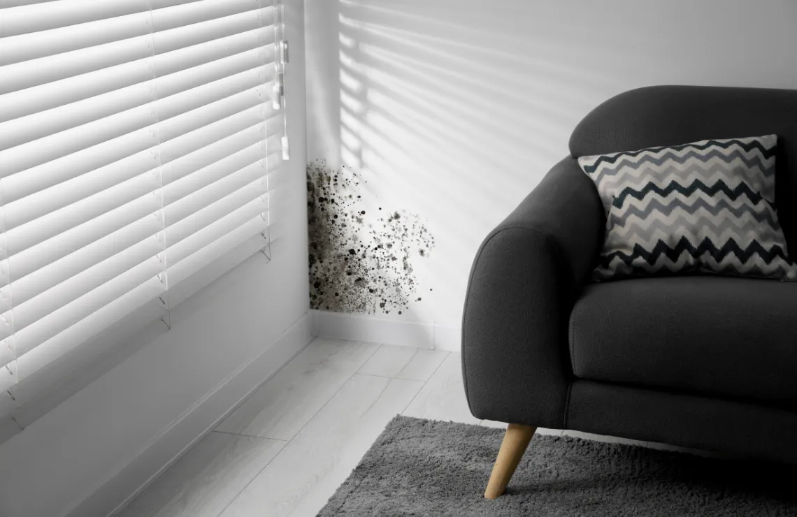 Mold growth on interior wall before professional mold remediation services in Dallas